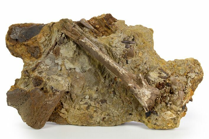 Dinosaur Bones and Teeth in Sandstone - Wyoming #330905